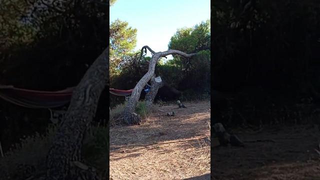 Embedded thumbnail for Elaia by SV1TEU